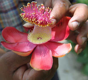 Botanische tuin op het eiland van Lord Kitchener