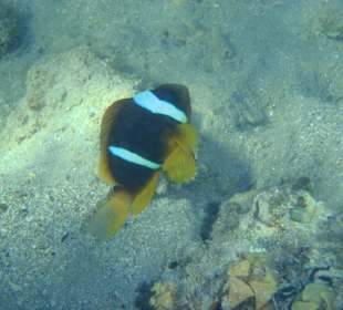 Beim schnorcheln getroffen