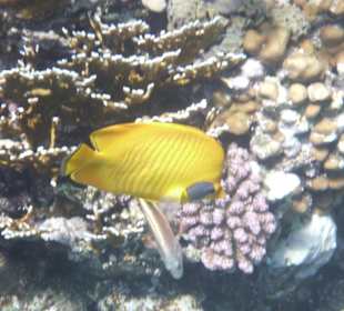 Fisch am Tulip Resort