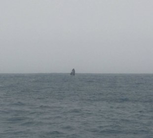 Whale watch
