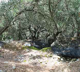 Drzewka  oliwkowe  koło  Lakones