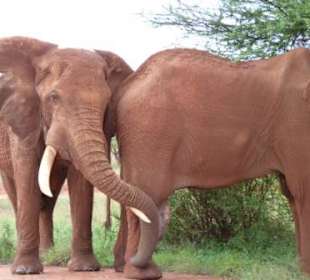 Rießige Elefanten direkt neben unserem Auto