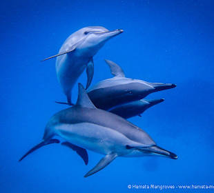 Dolphins of Sataya