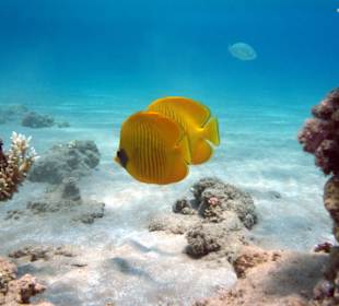 Zitronenfisch