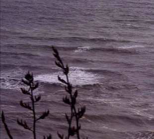 Insel vor Muriwai Beach