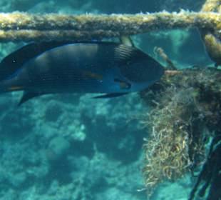 Unterwasserwelt Hausriff Arabia Beach