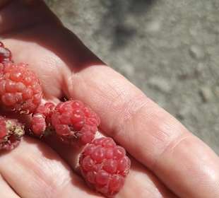 Bei einer Wanderung vom Söllereck zum Freibergsee