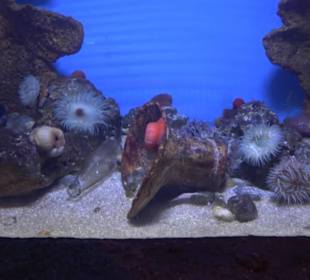 National Aquarium Malta