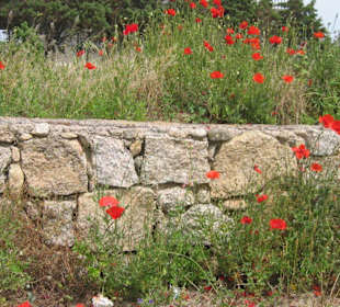 Klatschmohnfeld am Ortsrand