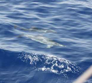 Delphin bei der Bootsfahrt mit Shogun