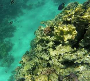 Schnorcheln Makadi Bay