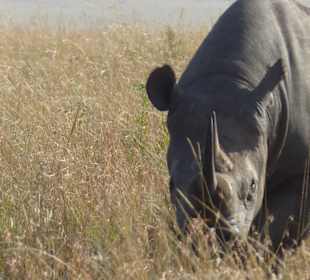 Rhino