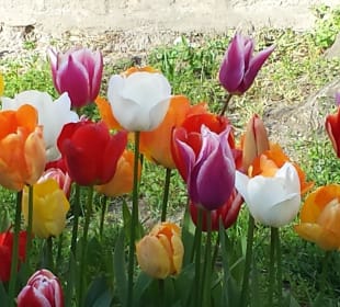 Tulpenfestival im April jedes Jahr