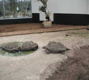 Schildkröten