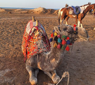 Reiten & Kamelreiten Dana Beach