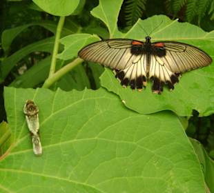 Schmetterling und Raupe