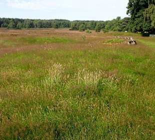 Impressionen vom Pestruper Gräberfeld