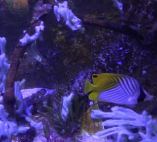 Sea Life