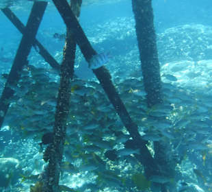 Schnorcheln Abu Dabbab