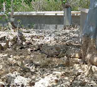 Leguane in der Parkanlage