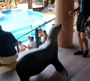 Seelöwenshow im Park