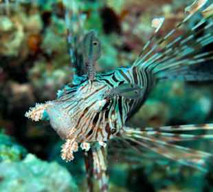 Schnorcheln Sahl Hasheesh