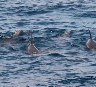 Delfin Tour Hurghada