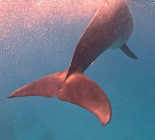 Delfine 