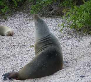 Viele Seelöwen teilweise mit Jungtieren