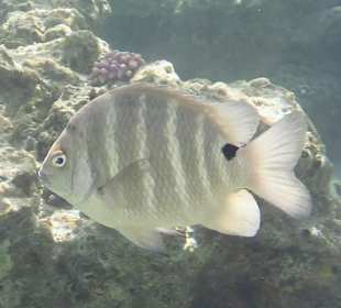 Schnorcheln Marsa Alam