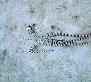 Осьминог имитатор - Hotel Tropitel Sahl Hasheesh