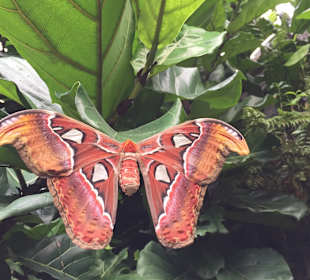 Schmetterlingstempel | WILDLANDS - Zoo Emmen