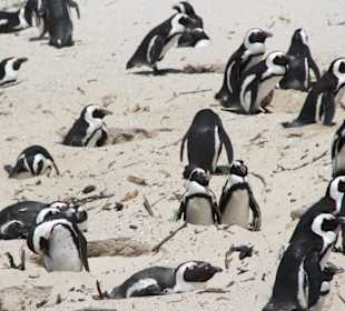 Kaptour, Boulders Beach