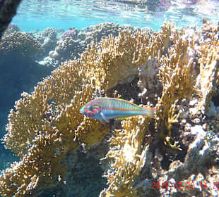 Schnorcheln Marsa Alam