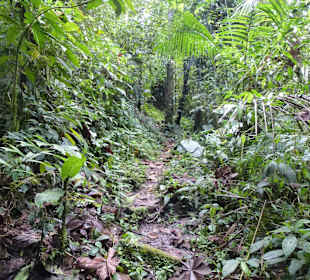 Wanderung durch den Nebelwald/Regenwald
