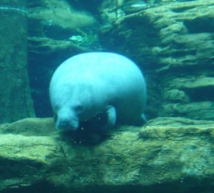 Manatee