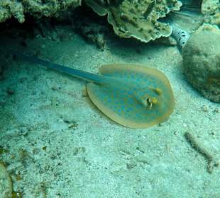 Fantastische Unterwasserwelt