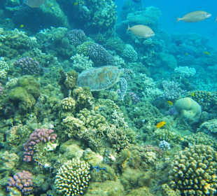 Schöne Riffe Lahami