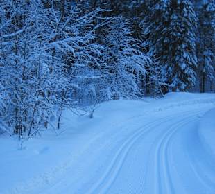 Wanderweg im Sommer / Loipe im Winter