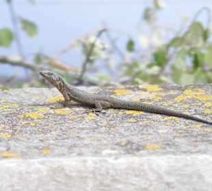 Madeira Lido Osten-Tour 