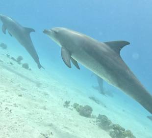 Delfin Tour Makadi Bay