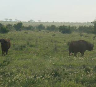 Afrikanischer Büffel im Tsavo Ost