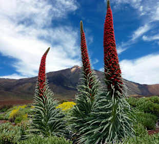 Teide