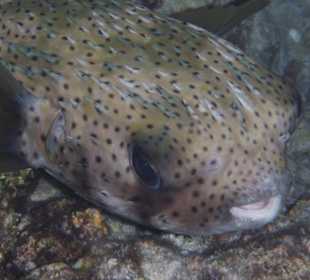 Igelfisch am Hausriff Embudu