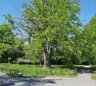 Rundgang durch den Von-Alten-Garten