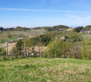 Gegenrichtung Zellenberg