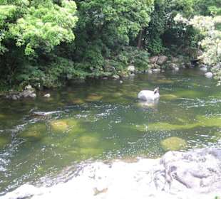 Mossman Gorge