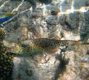 Fisch