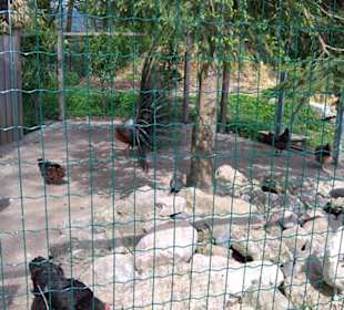 Südamerika Bereich - Blauer Pfau