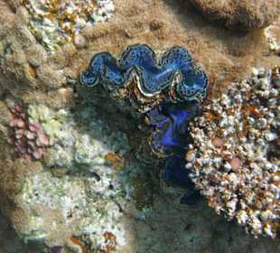 Fische im Hausriff Tulip Resort